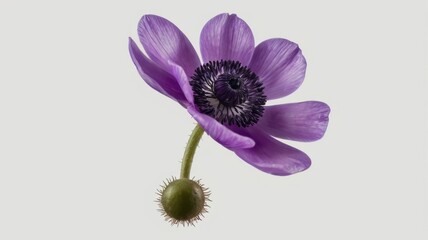 Obraz premium Dramatic Anemone Flower in Purple Isolated on Transparent Background with Detailed Petals and Dark Center in Studio Lighting