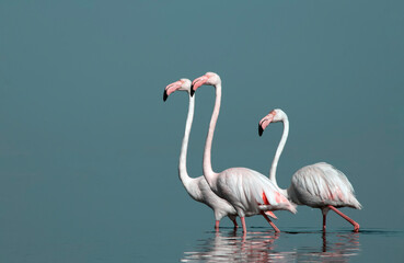 African wild birds. A flock of great flamingos on the blue lagoon against the bright sky