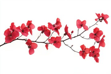 Naklejka premium a branch of red flower isolated on white background for creative designs and artistic projects in various industries .