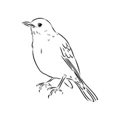 Australian blackbird, vector sketch Blackbird illustration