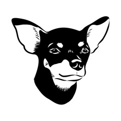English toy terrier, vector sketch English toy terrier detailed drawn dog.