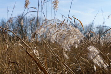 Close-Up of Feathery Grass Seed Heads in Stangenhagen, Germany