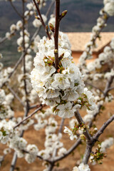 The flowering of cherry trees in the Jerte Valley is an impressive natural spectacle that occurs every spring. Every year flowering is expected to begin in the second half of March, as long as tempera