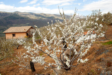 The flowering of cherry trees in the Jerte Valley is an impressive natural spectacle that occurs...