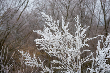 Beautiful rime ice or hoarfrost on a bush