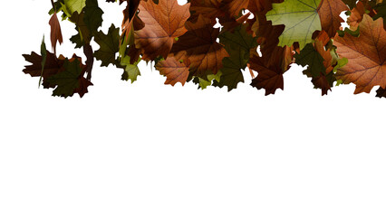 Fototapeta premium Maple leaves fall on transparent background