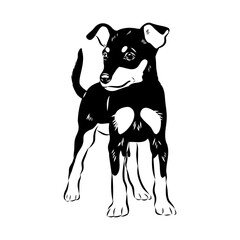 English toy terrier, vector sketch English toy terrier detailed drawn dog.