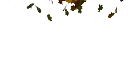 Oak and maple leaves on transparent background