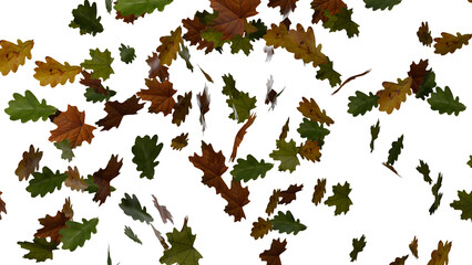 Oak and maple leaves on transparent background