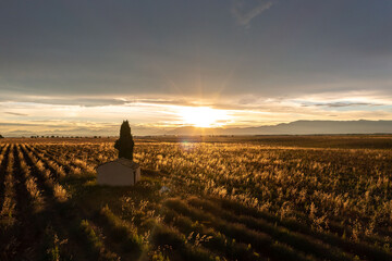 Aerial View of Sunset Over Lavender Fields in Provence, France