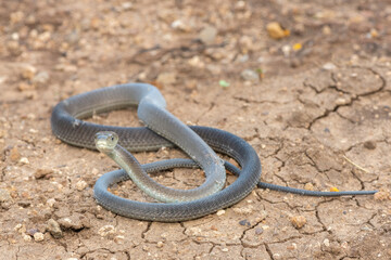 A highly venomous black mamba (Dendroaspis polylepis) in the bushveld on a hot summer’s day