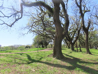tree in the park