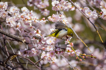 大宮第二公園の梅園で蜜を吸うメジロ