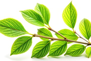 Obraz premium Isolated Plant Branch, Green Leaves, White Background, Botanical Stock Photo