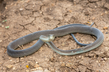 A highly venomous black mamba (Dendroaspis polylepis) in the bushveld on a hot summer’s day