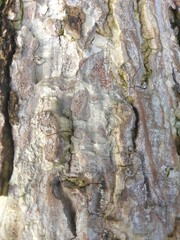 tree bark texture