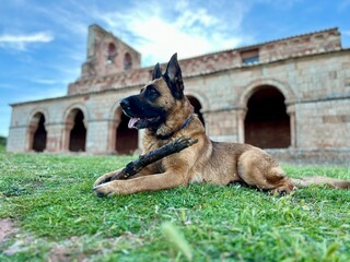 german shepherd dog with stick outdoors