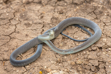 A highly venomous black mamba (Dendroaspis polylepis) in the bushveld on a hot summer’s day