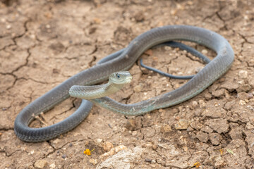 A highly venomous black mamba (Dendroaspis polylepis) in the bushveld on a hot summer’s day