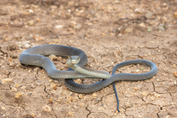 A highly venomous black mamba (Dendroaspis polylepis) in the bushveld on a hot summer’s day