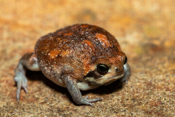 A cute bushveld rain frog (Breviceps adspersus) in the wild