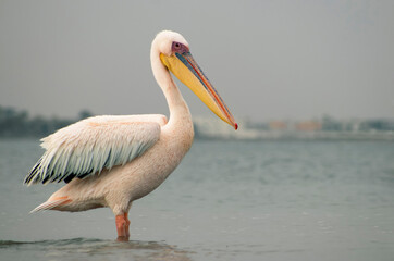 African wild bird. A lone Great pelican in a blue lagoon on a cloudy morning