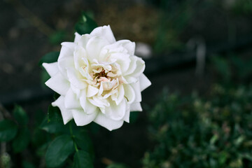 Obraz premium A stunning white rose opens up in a serene garden, surrounded by lush greenery under soft afternoon sunlight.