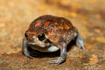 A cute bushveld rain frog (Breviceps adspersus) in the wild