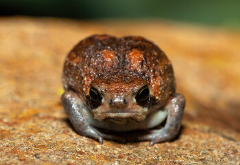 A cute bushveld rain frog (Breviceps adspersus) in the wild