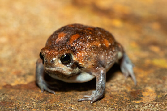 A cute bushveld rain frog (Breviceps adspersus) in the wild