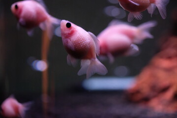 Or.. me and the loneliness of my eyes on you
