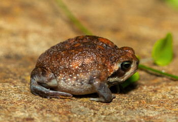 A cute bushveld rain frog (Breviceps adspersus) in the wild
