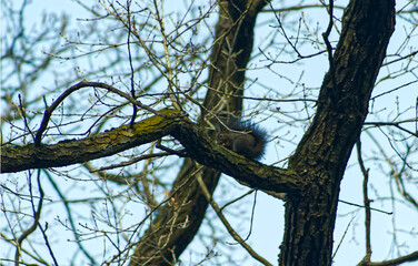 Squirrel on a tree branch. Squirrel on a leafless branch. Squirrel on a tree in winter time. Squirrel, long tail, rodent, cute.