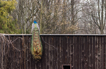 Obraz premium A peacock sitting on the edge of a building with its tail down to the ground. A peacock's tail hanging over the edge of a building. Peacock, wood paneled building, trees, nature, bird.