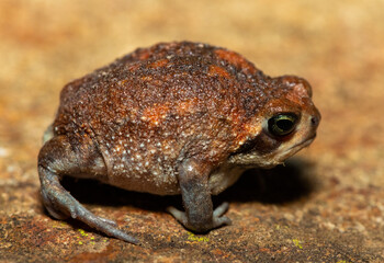 A cute bushveld rain frog (Breviceps adspersus) in the wild