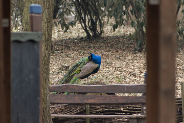 Peacock walking in the park between benches and tables. Peacock in the park near the rest area. Male peacock, colorful beautiful bird. Exotic birds.