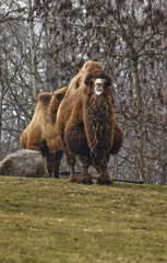 Portrait of a camel. Brown camel. A two-humped camel in the zoo's outdoor enclosure. Camel, desert animal, nature, park.