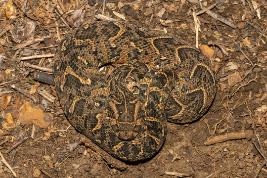 Beautiful camouflage of the potently cytotoxic Puff Adder (Bitis arietans), in the wild