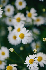 A field filled with vibrant white daisies swaying gently in the breeze under a clear blue sky on a warm spring afternoon.