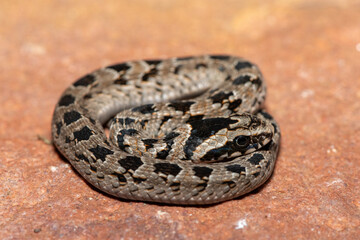 A cute juvenile rhombic night adder (Causus rhombeatus) in the wild