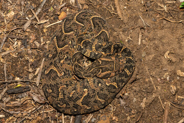 Beautiful camouflage of the potently cytotoxic Puff Adder (Bitis arietans), in the wild