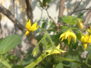 Yellow tomato flower on plant,Flowers and plants with unripe tomatoes,Yellow tomato flower,Tomato plant with green tomatoes,Small tomato plant blooming in the garden and tomatoes with flowers.