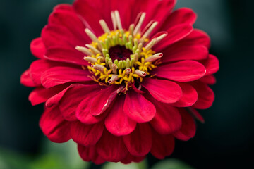 A vibrant red zinnia flower blooms with detailed layers of petals, surrounded by lush greenery in a sunny garden.