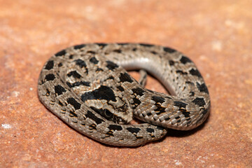 A cute juvenile rhombic night adder (Causus rhombeatus) in the wild