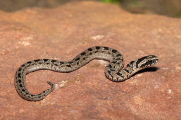 A cute juvenile rhombic night adder (Causus rhombeatus) in the wild