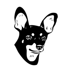 English toy terrier, vector sketch English toy terrier detailed drawn dog.