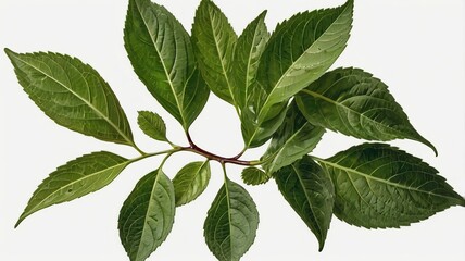 Fototapeta premium Green Leafy Branch on Pure White Background