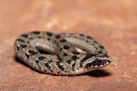 A cute juvenile rhombic night adder (Causus rhombeatus) in the wild