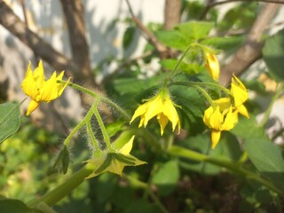 Yellow tomato flower on plant,Flowers and plants with unripe tomatoes,Yellow tomato flower,Tomato plant with green tomatoes,Small tomato plant blooming in the garden and tomatoes with flowers.