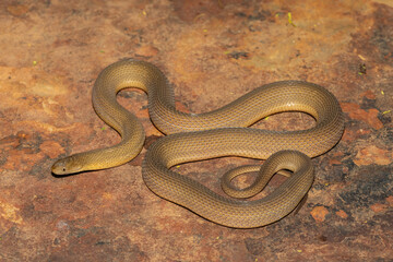 A beautiful adult Southern Brown Egg-eater (Dasypeltis inornata) in the wild